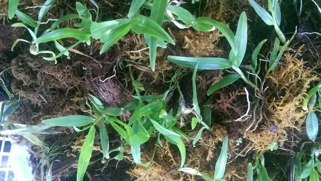 Xơ dừa thường được dùng để trồng Lan Cát