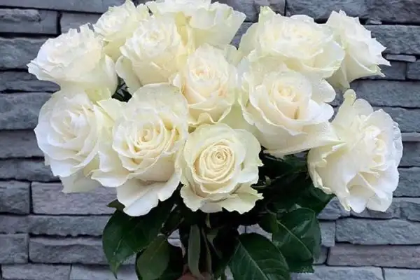 Bạch hồng mang hương thơm dễ chịu.