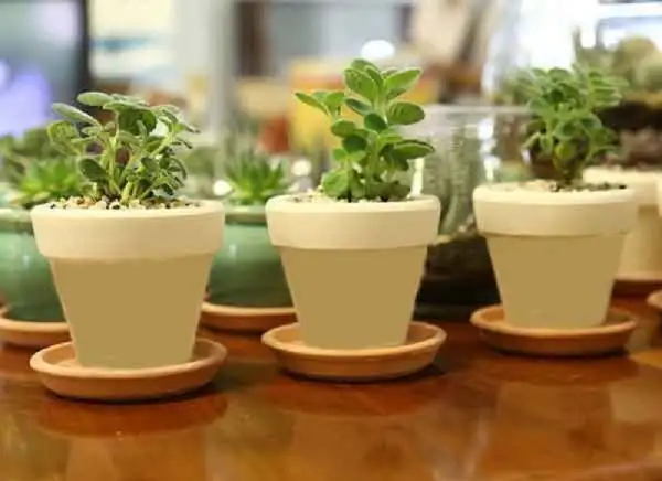 Bàn cũng là nơi thích hợp để cây nhất mạt hương