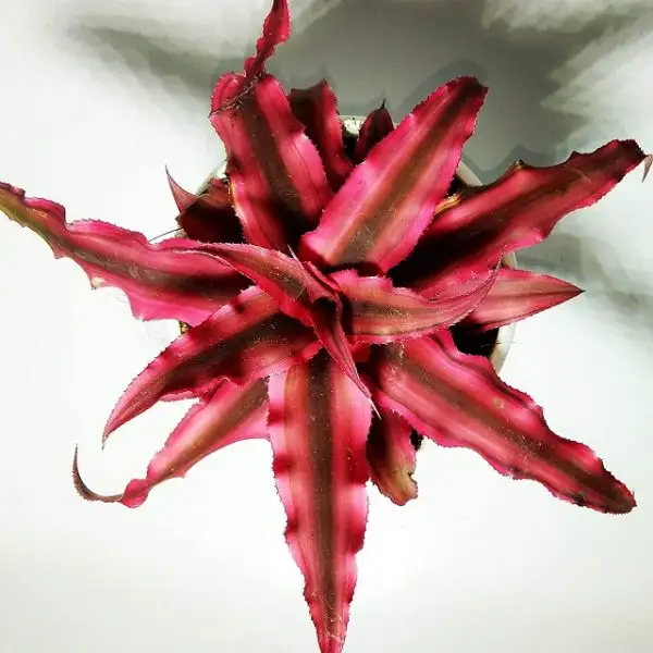 Bạn nên thường xuyên cắt tỉa bỏ những lá bị khô, lá già, lá sâu bệnh.