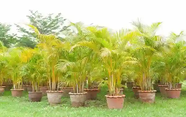 Các chậu cây cau cảnh trồng ngoài sân