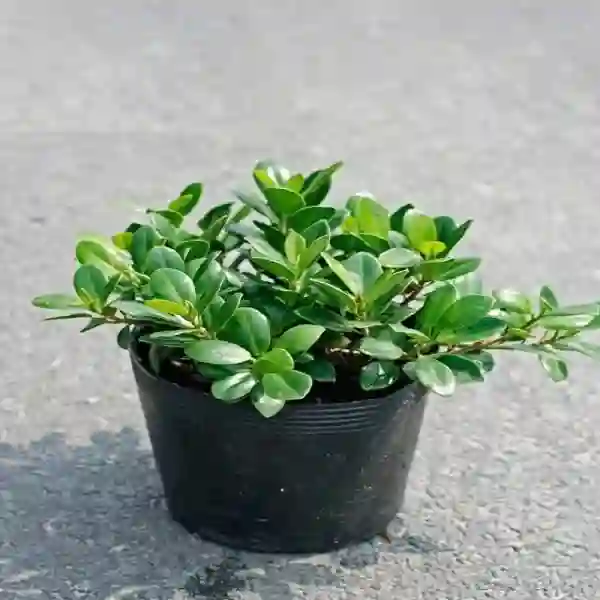 Cách chăm sóc cây da nhật