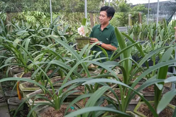 Cách nhân giống cây Lan Huệ.