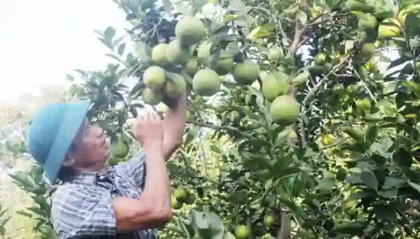 Cách trồng cam khe mây