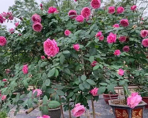 Cách trồng cây Hoa hồng cổ Sapa