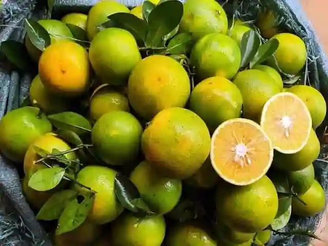 Cam khe mây có quả hình tròn