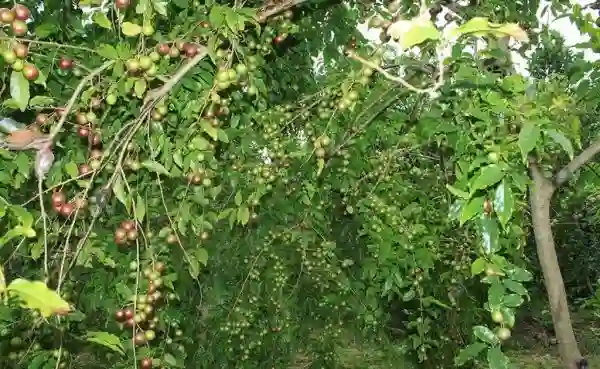 Cây Bồ Quân.