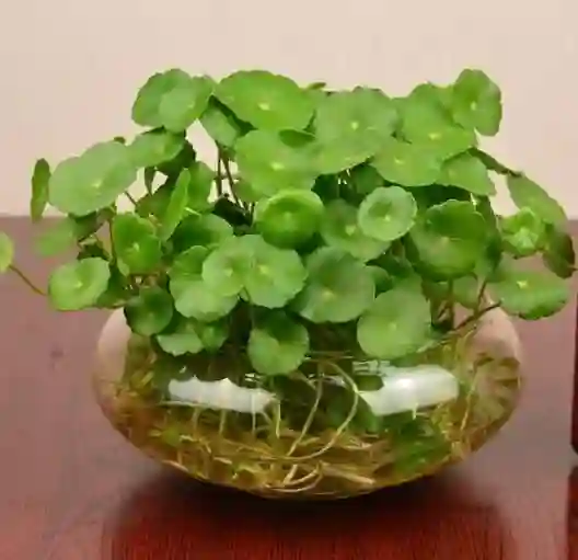 Cây cỏ đồng tiền với khả năng trang trí