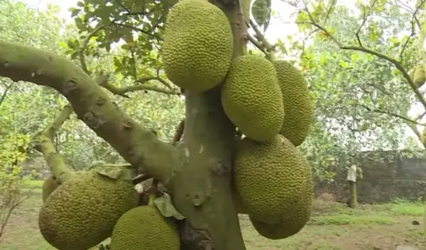 Cây cũng có thể trồng làm bó mát.