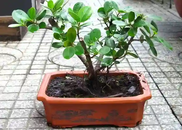 Cây da nhật bonsai