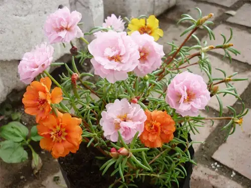 Cây được trồng trong chậu đúng cách cũng phát triển rất tốt.