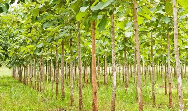 Cây gỗ tếch là gì?