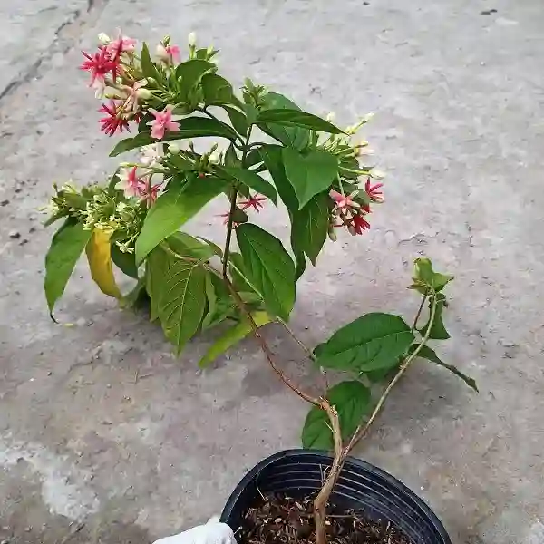 cây hoa giun bị vàng lá