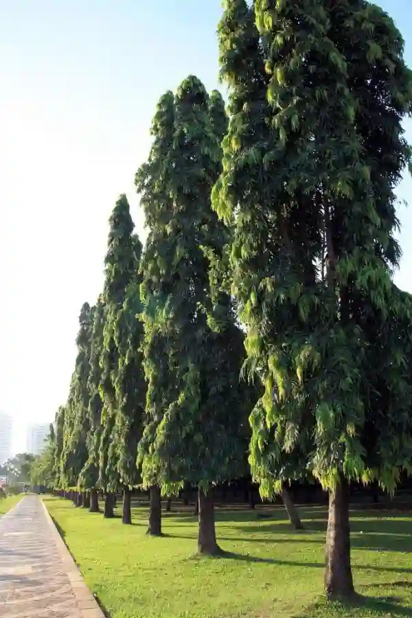 Cây hoàng nam được trồng tại các công viên.