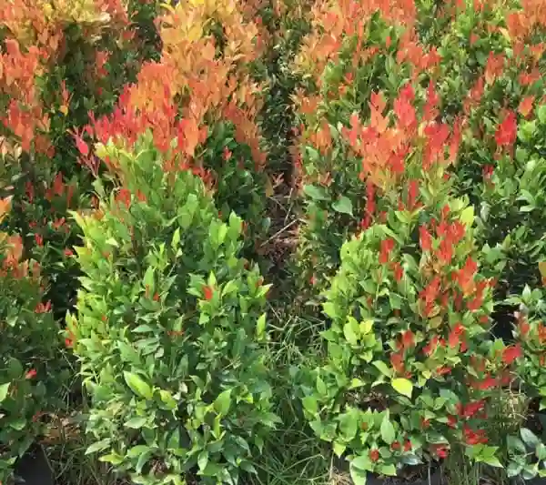 Cây Hồng Lộc là loại cây phát triển nhanh và mạnh mẽ.