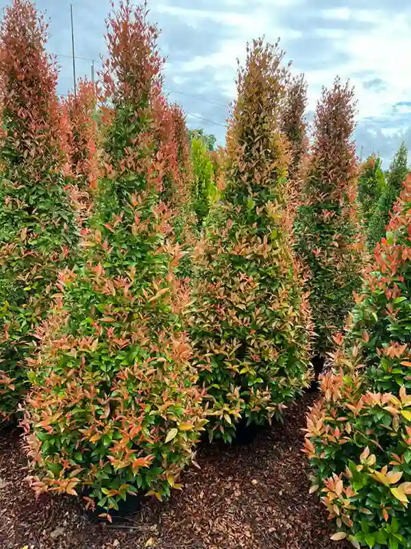 Cây Hồng Lộc tại vườn.