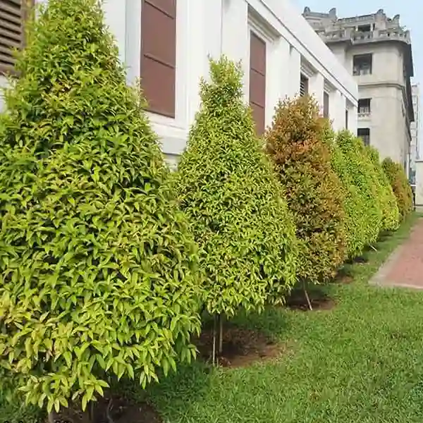 Cây Hồng Lộc Tạo Hàng dào.