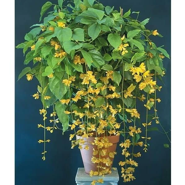 Cây Lan Hoàng Dương rất phù hợp với người có mệnh Thổ