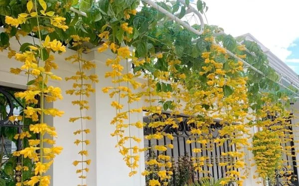 Cây Lan Hoàng Dương treo giàn.