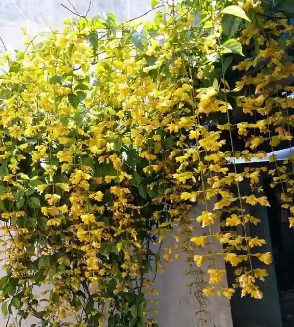 Cây Lan Hoàng Dương trồng ở cổng nhà.