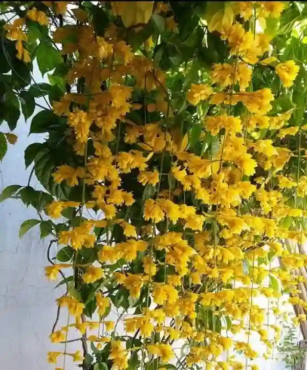 Cây Lan Hoàng Dương tượng trưng cho sự giàu có, may mắn và thịnh vượng