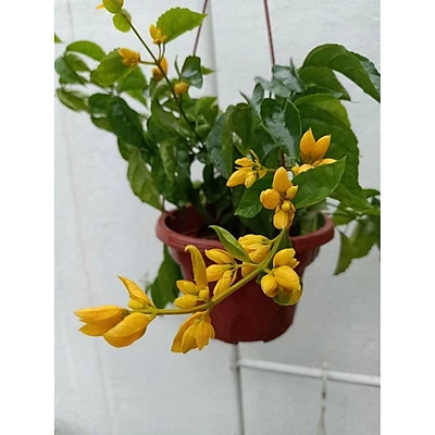 Cây Lan Hoàng Dương