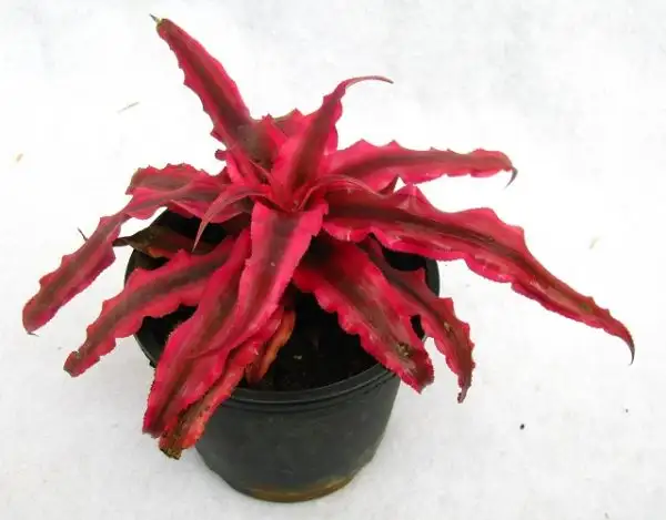 Cây Lưỡi Hổ Đỏ.