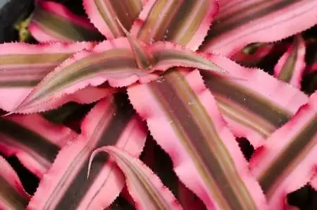 Cây Lưỡi Hổ Đỏ có chiều cao khiêm tốn.