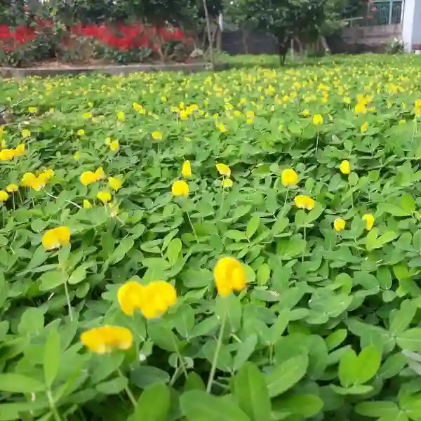 Cây mang lại sức sống mãnh liệt.