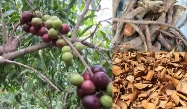Cây mang nhiều công dụng.