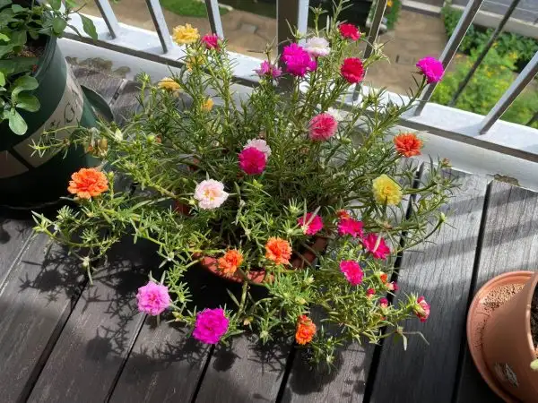 Cây Mười Giờ Úc.