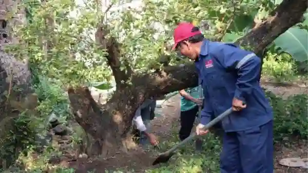 Cây này có thể được trồng thông qua việc ươm hạt hoặc chiết cành ghép.