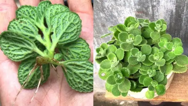 Cây nhất mạt hương là cây thân thảo thuộc họ hoa môi