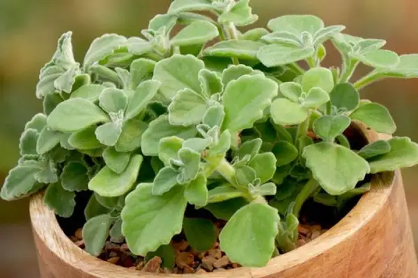 Cây nhất mạt hương thuộc dòng cây nội thất