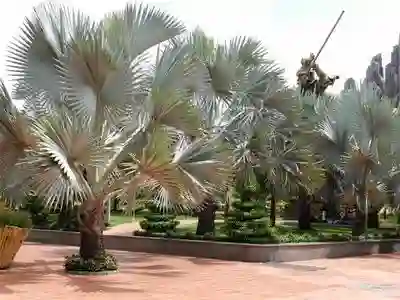 Cây rất được ưa chuộng trồng ở nhiều nơi.54