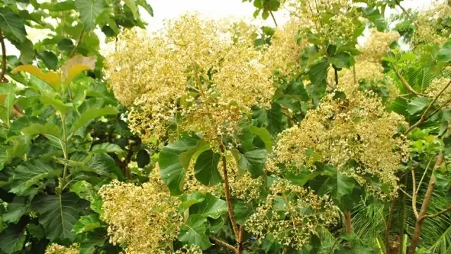 Cây tếch có tán lá rộng