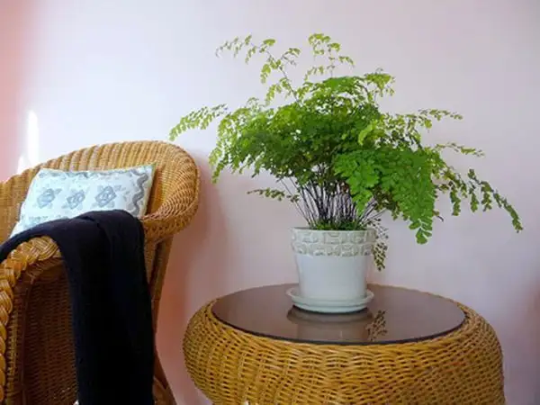 Cây tóc thần vệ nữ trong phòng khách