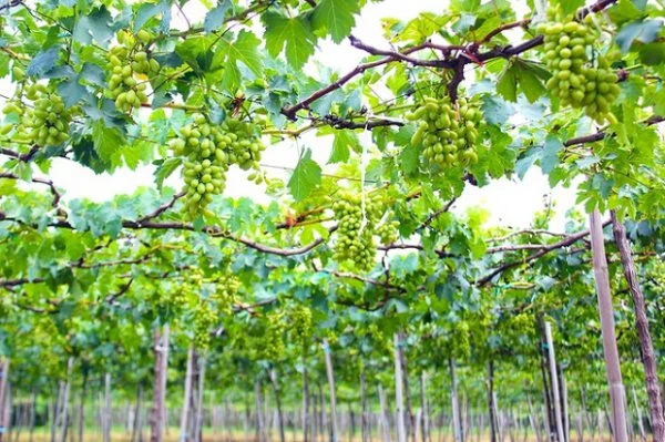 Chăm sóc nho Ninh Thuận có khó không?
