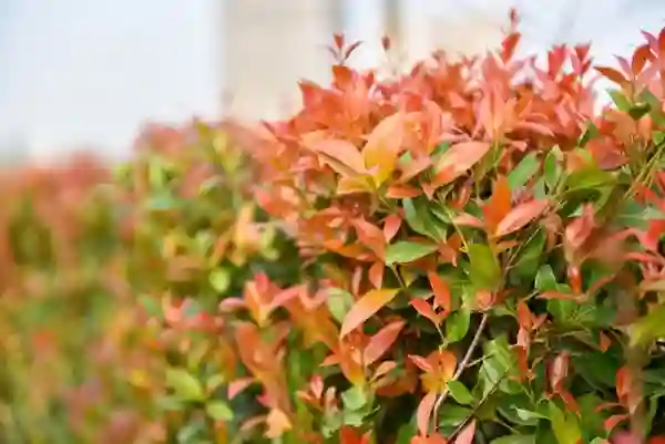 Chồi non cây Hồng Lộc.