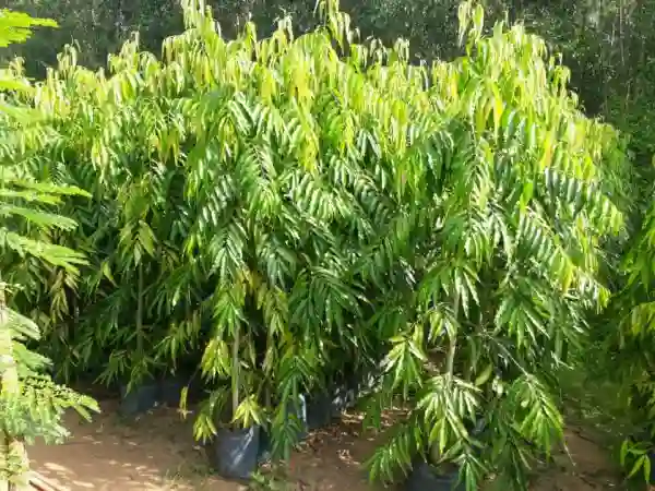 Chọn cành to từ cây mẹ nhưng không nên quá già.