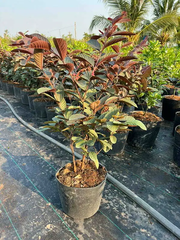 Chọn giống cây khỏe mạnh không sâu bệnh.