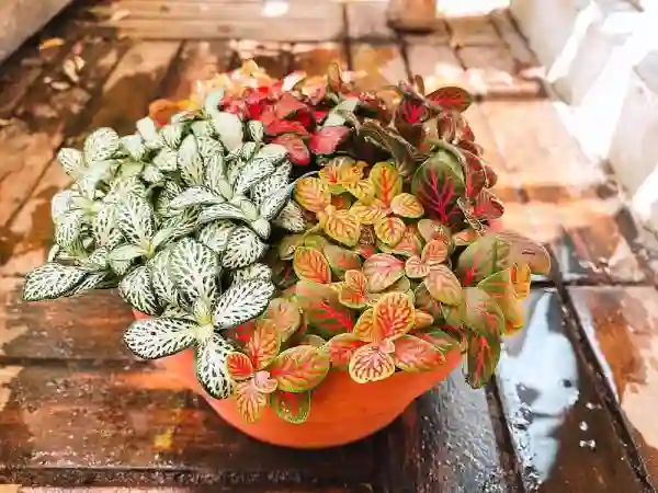 Có công dụng tốt cho sức khỏe