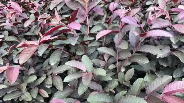 Có nguồn gốc từ  miền Nam Mexico và Trung Mỹ.