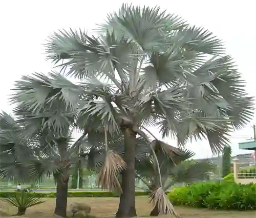 Có tán lá tròn và rộng, mang ý nghĩa biểu tượng về sự sinh tài và bảo vệ.