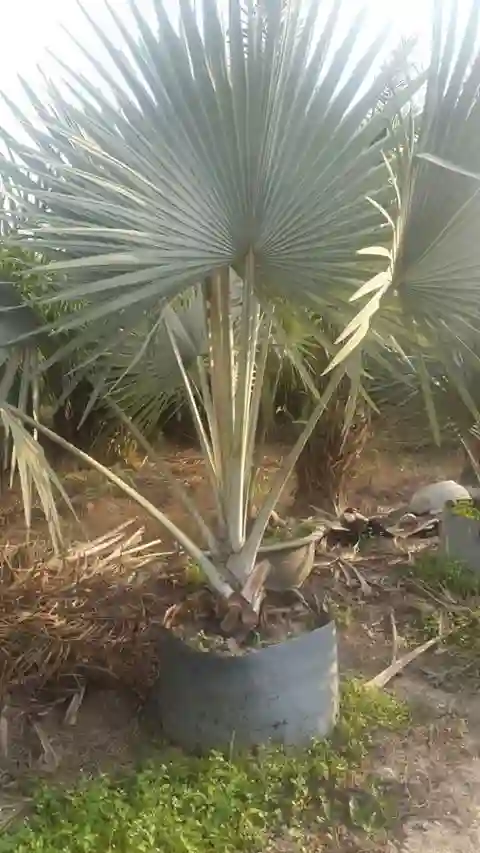 Có thể trồng được trên nhiều loại đất khác nhau.