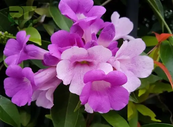 Đặc điểm của cây lan tỏi