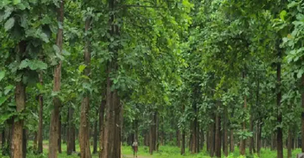 Đặc điểm của cây tếch