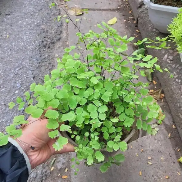 Đặc điểm của tóc thần vệ nữ