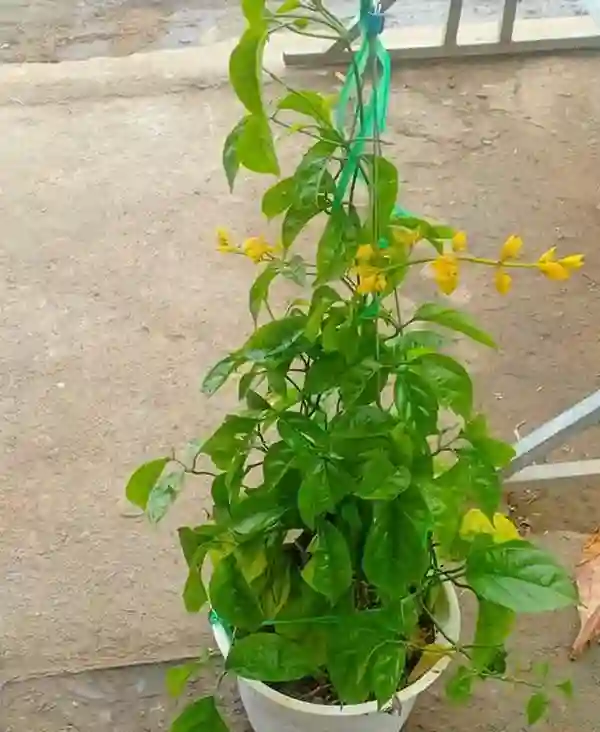 Để cây khỏe mạnh và ra hoa tốt, bạn cần bổ sung phân bón đầy đủ.