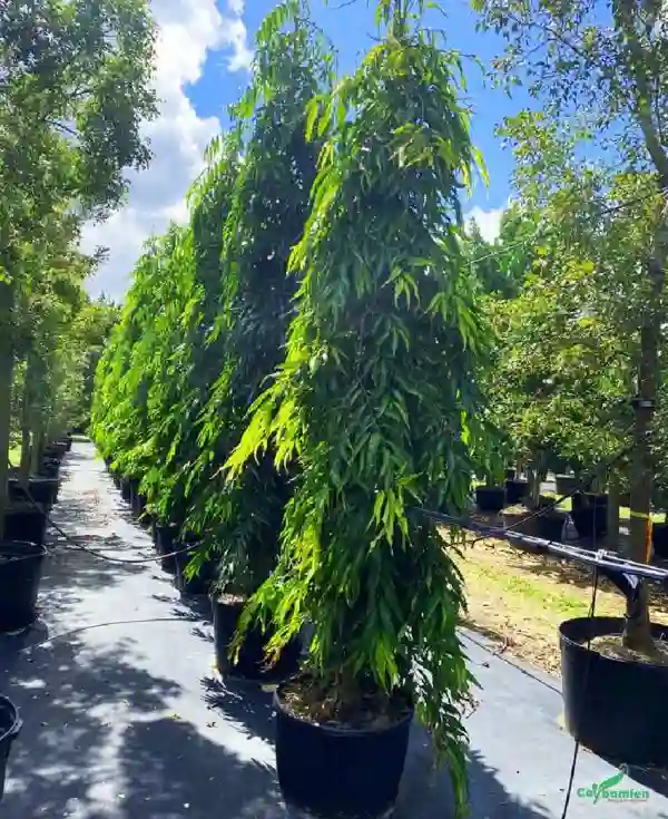 Để cây phát triển tốt, việc tưới nước đều đặn và hợp lý là rất quan trọng.